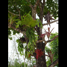 Farne und Bromelien auf einem Baum